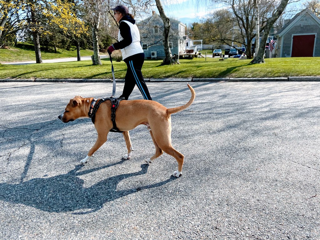 7. Pick up a side gig‍ like dog walking ​or delivery driving