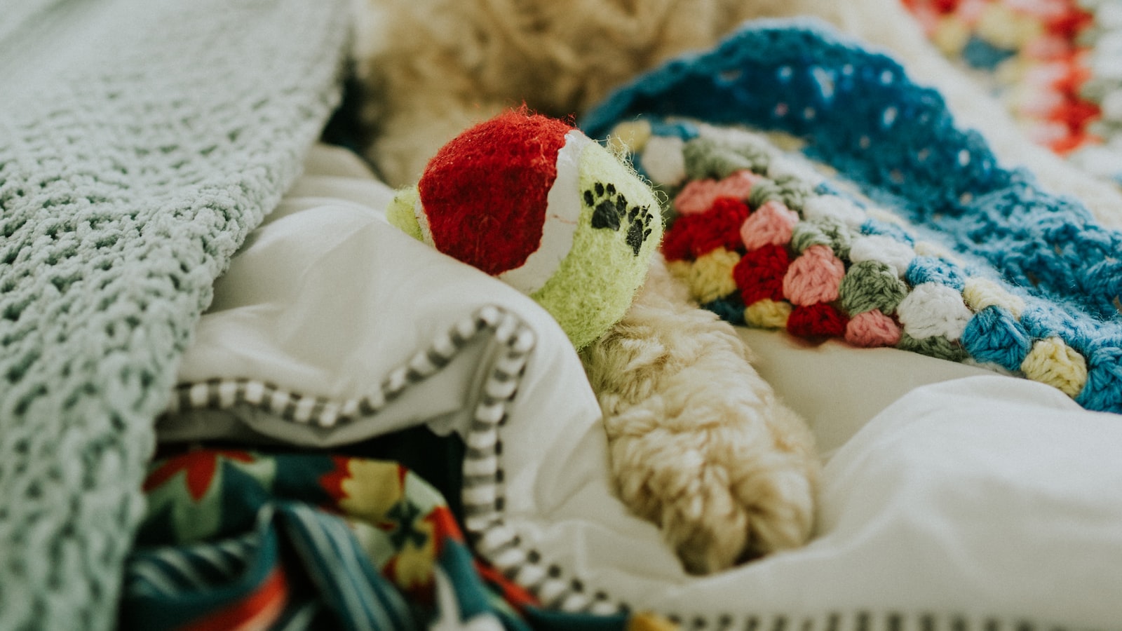 2. Pet sitter or dog walker