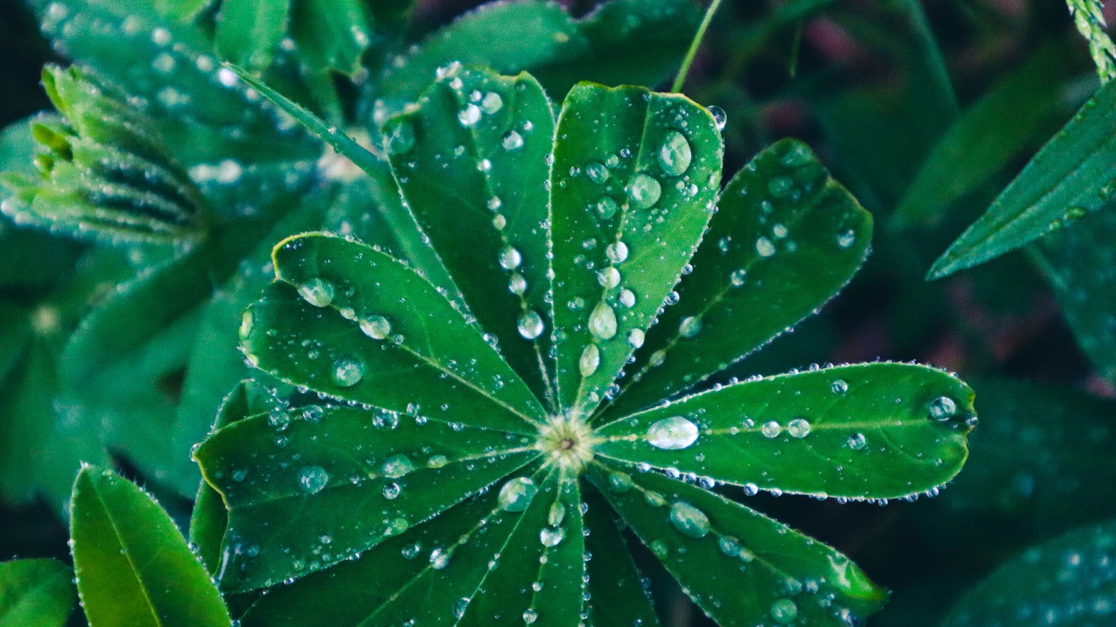 11. Rentals or leasing