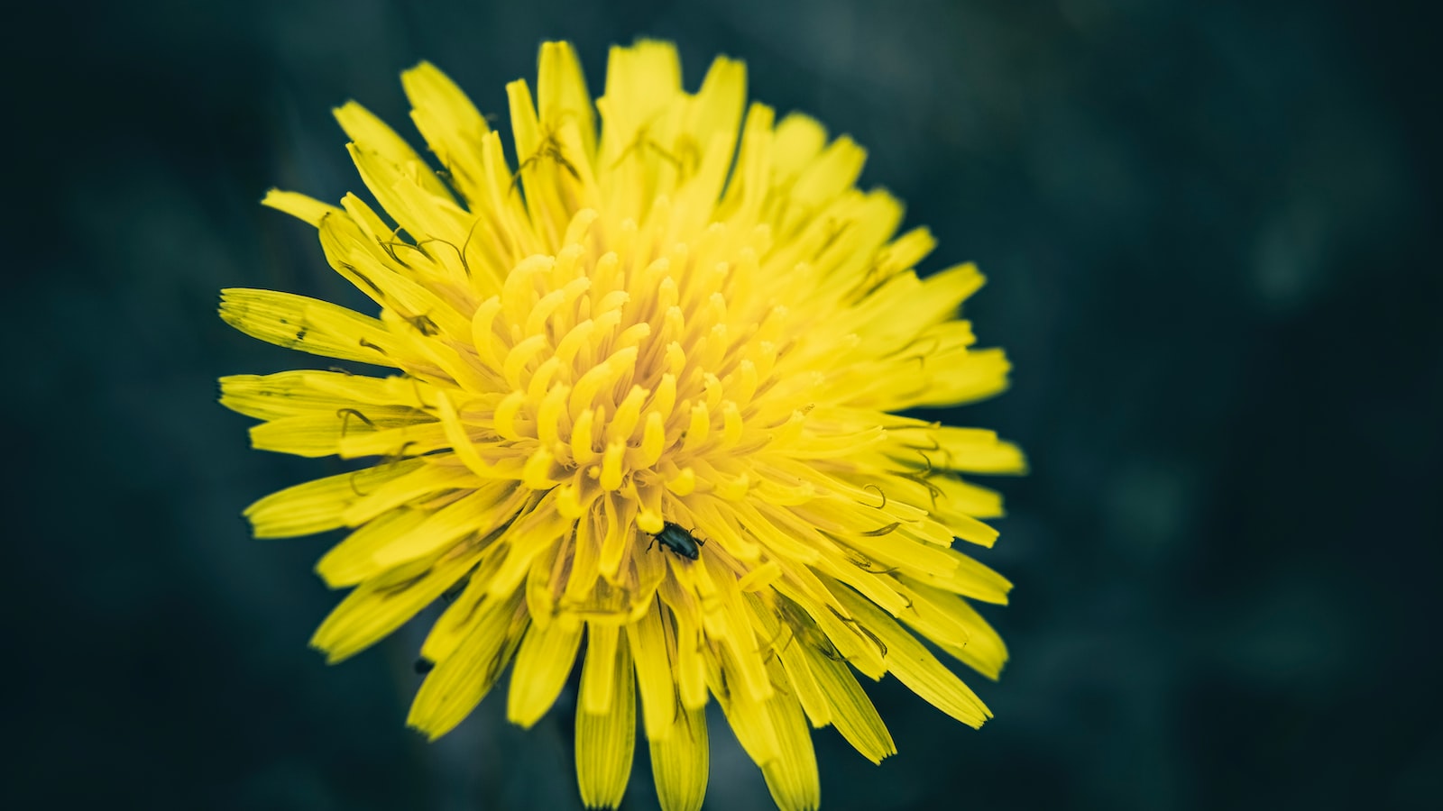 8. Growth‌ Plans and Market Analysis