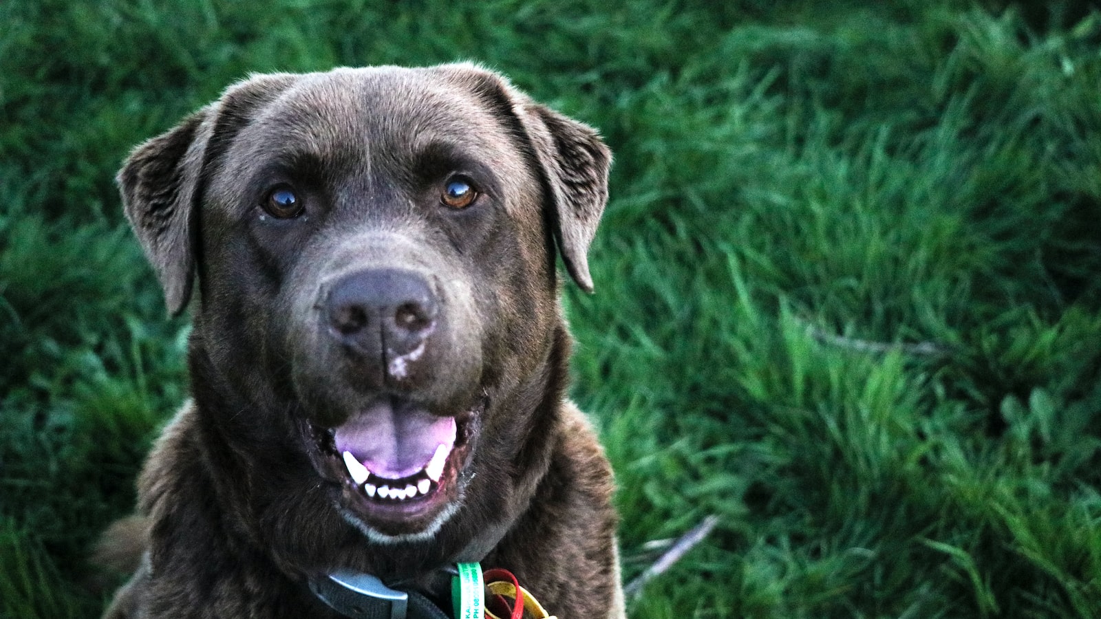 10. Consider Companion Wearable Apps